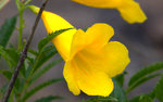 Yellow Trumpet 